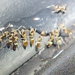 Ant Control in Tallapoosa, Georgia