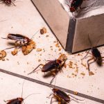 Cockroach Control in Tallapoosa, Georgia