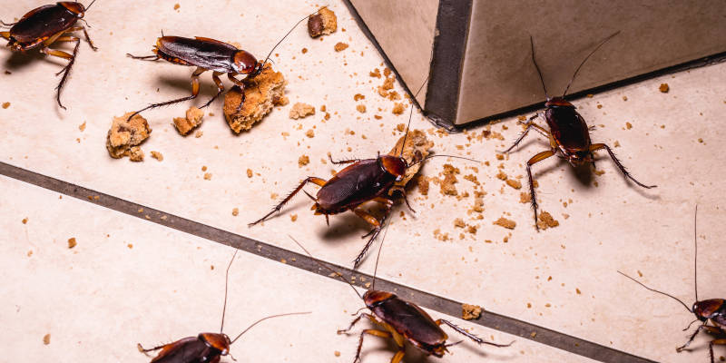 Cockroach Control in Tallapoosa, Georgia