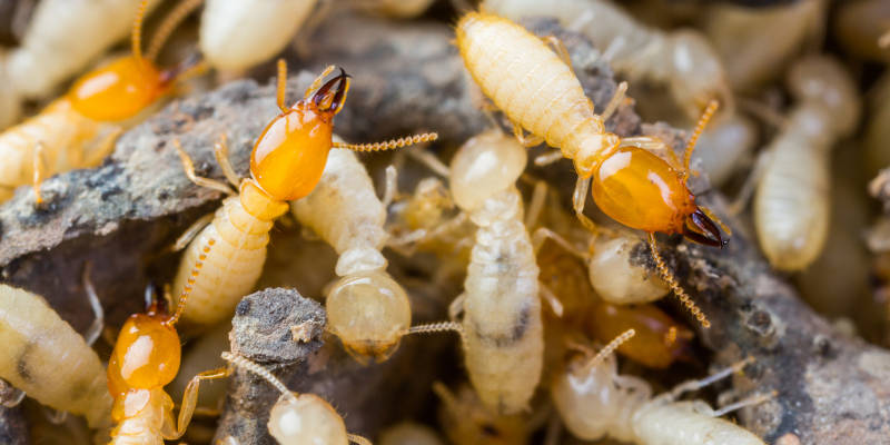 Termite Control in Tallapoosa, Georgia