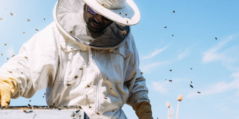 Bee Control in Tallapoosa, Georgia