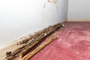 Need Termite Control? Here’s What to Do