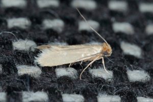 Simple Moth Control Tips to Save Your Clothes