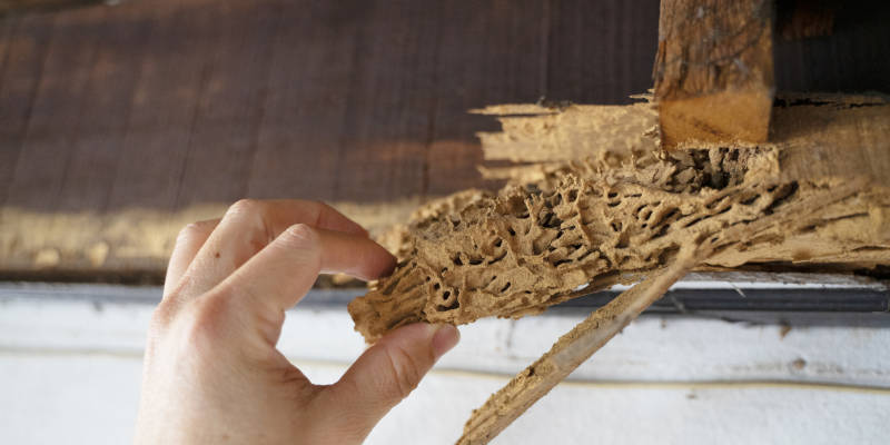 Do You Need Effective Pest Control Solutions?
