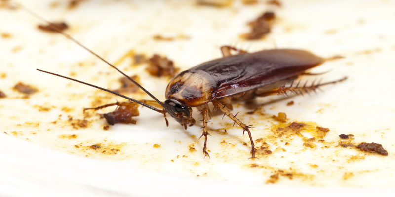 Pest Control