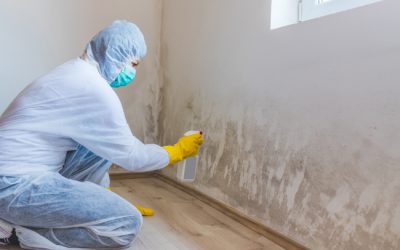 What to Expect During Mold Remediation