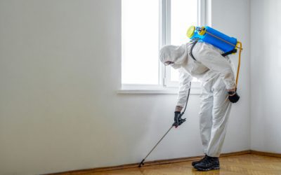 3 Types of Termite Treatment
