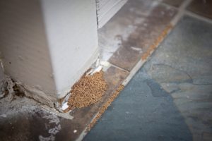 3 Signs You Need Termite Removal