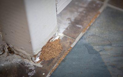 3 Signs You Need Termite Removal