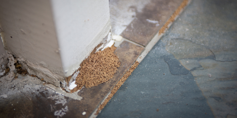 3 Signs You Need Termite Removal