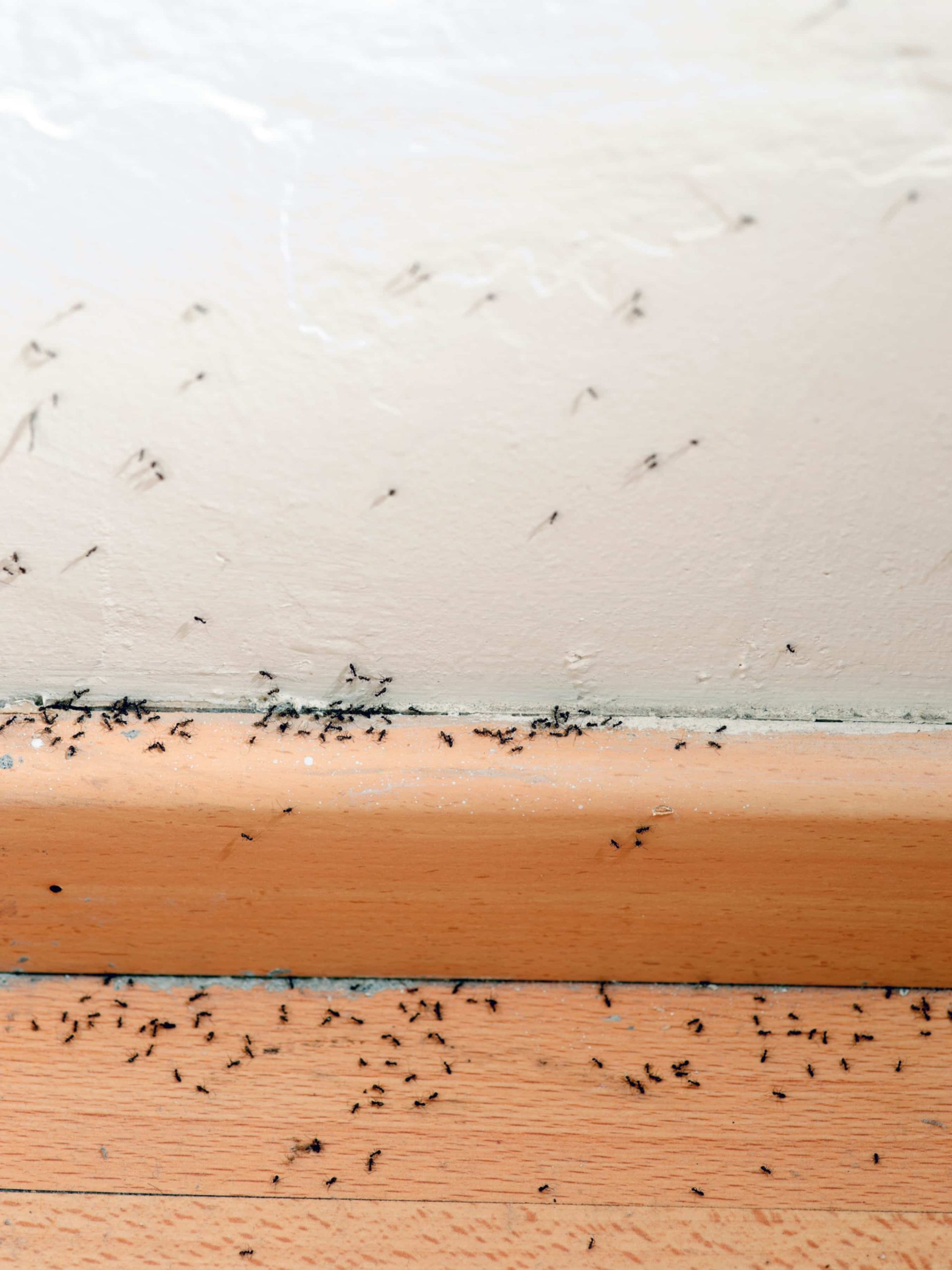 Wright Choice Pest Control, LLC